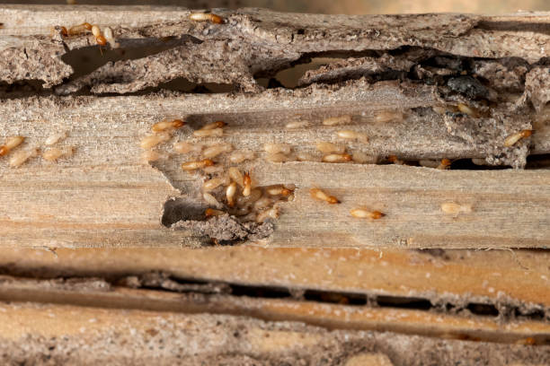 Best Mosquito Control Services  in Lake Oswego, OR